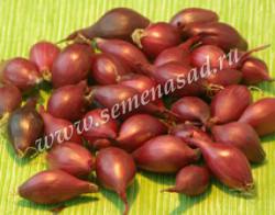Лук севок Ред Барон  1кг купить