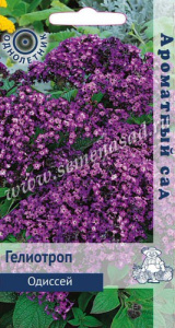 Гелиотроп Одиссей купить