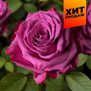 Роза Блуберри купить