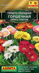 Гербера Горшечная, смесь сортов купить