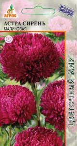 Астра Сирень Малиновая  купить