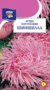Астра Шиншила коготковая купить