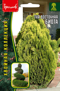 Туя Биота восточная купить