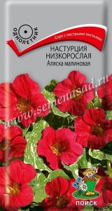 Настурция низкорослая Аляска малиновая купить