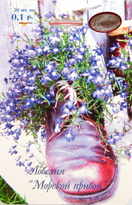 Лобелия Морской Прибой/1шт купить