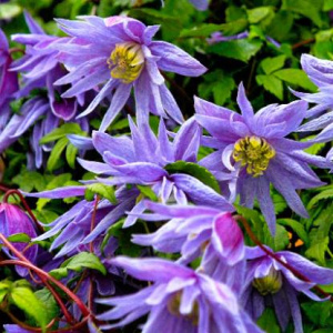 Клематис Майдвел Холл ботанический (горшок)/1шт купить