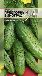 Огурец Предгорный виноград 10шт купить