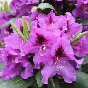 Рододендрон Распутин гибридный ЦК купить