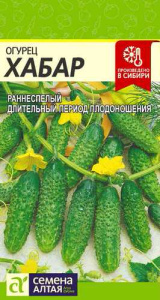 Огурец Хабар  купить