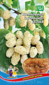 Шелковица (тутовник) Белая  купить