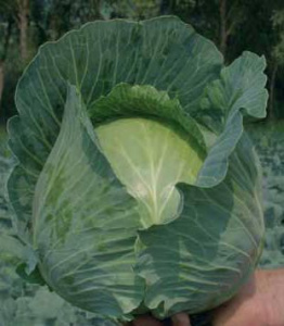 Капуста Бронко F1 100шт купить