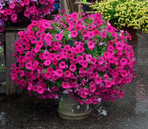 Петуния ампельная Вейв Пурпл Классик (темно-розовая) 1шт П280/35 купить