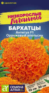 Бархатцы Антигуа F1 Оранж. Низкорослые гиганты