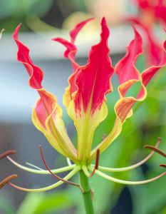 Глориоза Ротшильда /1шт купить