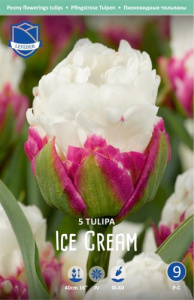 Тюльпан Айс Крим /5шт купить
