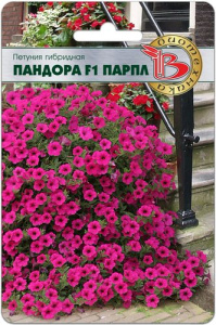 Петуния Пандора F1 Парпл гибридная  купить