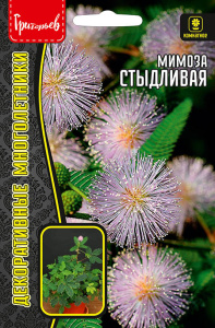 Мимоза Стыдливая купить