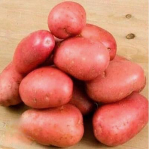 Картофель семенной Огонек 2кг (суперэлита) купить