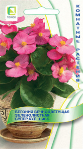 Бегония Супер Кул Пинк вечноцветущая зеленолистная купить