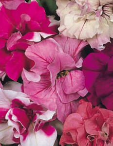 Петуния махровая Дуо Микс (смесь) 1шт П420/35 купить