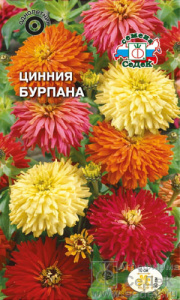 Цинния Бурпана  купить