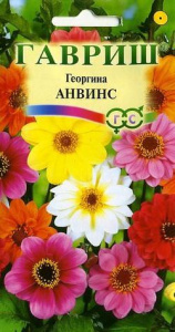 Георгина Анвинс, смесь  купить