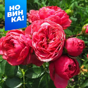 Роза Меджик рококо купить