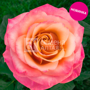 Роза Пич морн купить