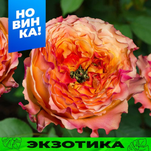 Роза Кабана купить