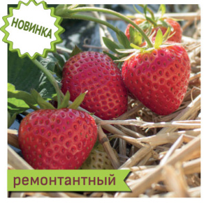 Земляника Альтесс ремонтантная   купить
