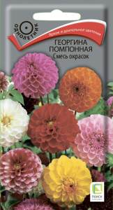 Георгина помпонная Смесь окрасок купить