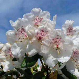 Рододендрон Гартендиректор Ригер гибридный ЦК купить