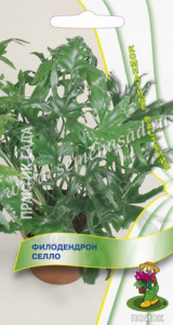 Филодендрон селло  купить