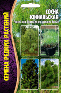 Сосна Юннаньская купить