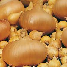 Лук севок Штутгартен Ризен 1кг (Гол) купить