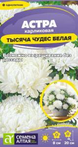 Астра Тысяча чудес Белая карликовая  купить