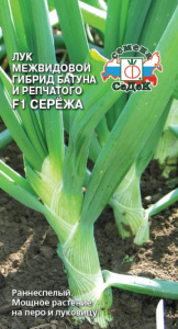 Лук Сережа Ранний, батун купить