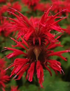Монарда двойчатая Панорама Ред красная С1 мн0472м купить
