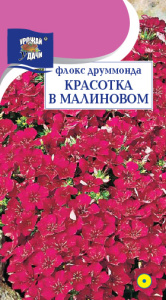 Флокс Красотка в малиновом купить