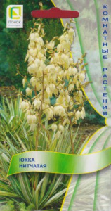 Юкка нитчатая  купить