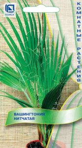 Вашингтония Нитчатая купить