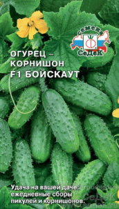 Огурец Бойскаут  F1  купить