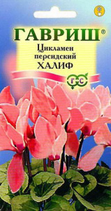 Цикламен персидский Халиф  купить