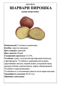 Картофель Шарвари Пирошка А5 фото купить
