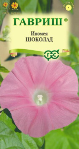 Ипомея нил Шоколад  купить