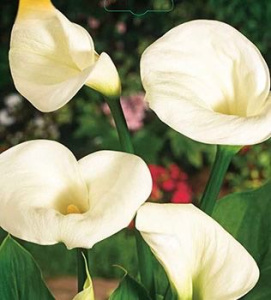 Калла aethiopica /1шт купить