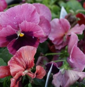 Виола Виттрока Инспайр Кармин Блоч (темн.роз.с темным глаз.) 1шт/40 В220 купить