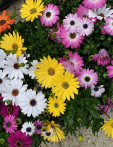 Остеоспермум Эклона, в ассортименте (черенок) С1 1шт гш068 купить