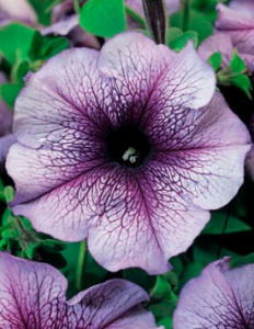 Петуния крупноцв. Тритуния Блю Вейн (сирень с прожил.) 1шт П351/54 купить