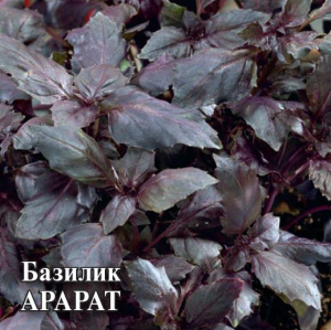 Базилик Арарат 10г Проф купить